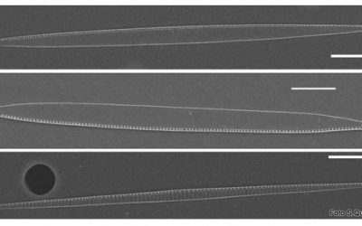 12: Diversitat marina amagada