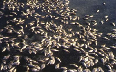 13: Les toxines de les microalgues marines