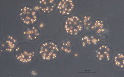 14: Les escumes del mar