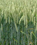 Preguntes sobre la malaltia celíaca