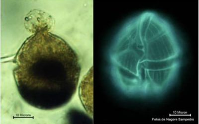 15: Els mucílags marins