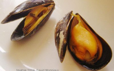 El color dels musclos indica el seu sexe?