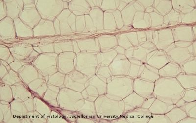 Quantes cèl·lules tenim?