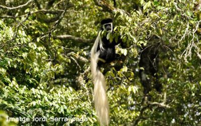 6: Als boscos d'Arusha, com fa 1,5 milions d’anys