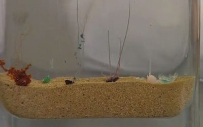 Jardí submarí de silicats