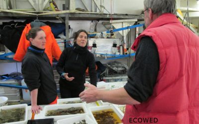 6: Comencem a agafar mostres de bentos