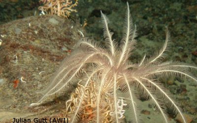 7: Holotúries i crinoïdeus