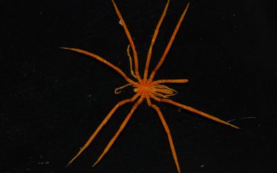 8: Obtenim bones mostres de fauna submergida