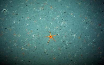 9: Un volcà submarí enmig del Mar de Weddell