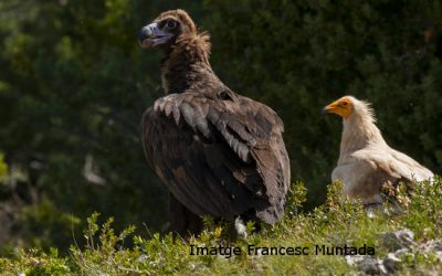 Menjant amb voltors a la Muntanya d’Alinyà
