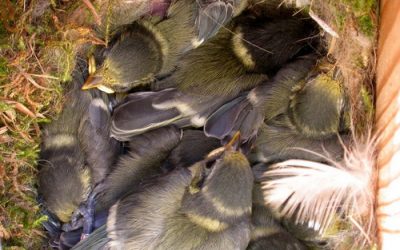 3.- Qui pot estar criant ara prop de casa nostra?