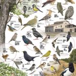2.- Perquè seguim la nidificació dels ocells?