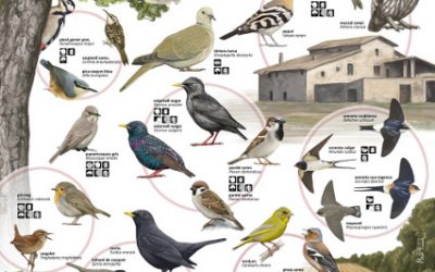 2.- Perquè seguim la nidificació dels ocells?