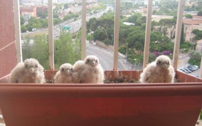 4.- Tinc un falcó criant al balcó de casa!