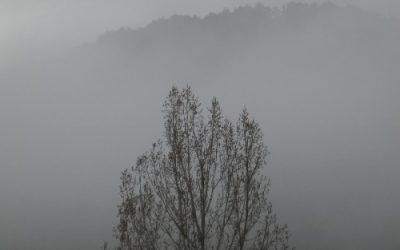 Hi ha menys boires ara que abans?