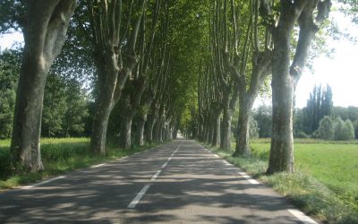 Afecten els cotxes l’escalfament de la Terra?