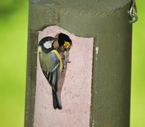 9: Com disposar les caixes nius per als ocells