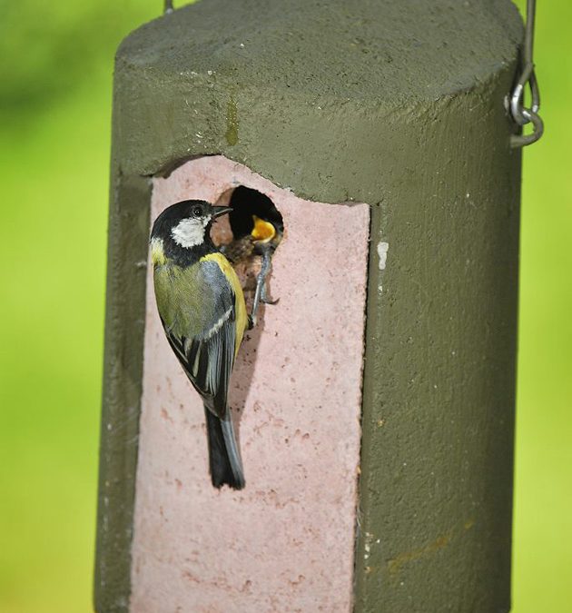 Segueix la nidificació dels ocells
