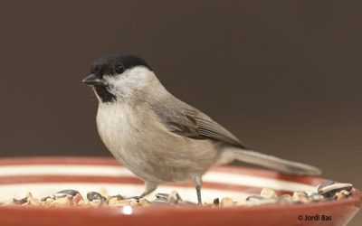 12: Les nostres mallerengues, segons www.nius.cat