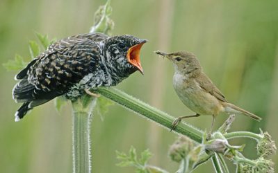 15: El cucut, el gran estafador
