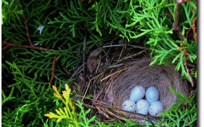 13: Els nius, menjar habitual dels depredadors