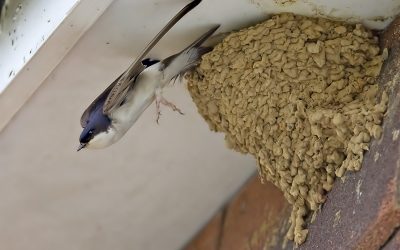 14: Nius d'orenetes de fang o sota terra: una història de l'evolució