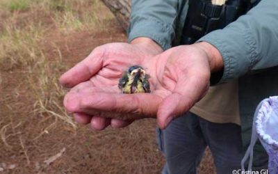 17: Curs sobre la nidificació de les aus de l'Institut Català d'Ornitologia
