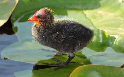 18: Polls nidícoles i polls nidífugs