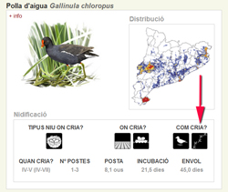 Gallinula chloropus - fitxa