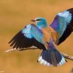 19: Abellerols i altres ocells africans