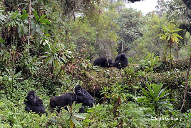 Els goril·les de les muntanyes Virunga a Ruanda