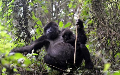 1: Goril·les i volcans