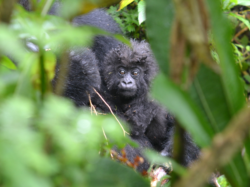 5: Goril·les petits i grans