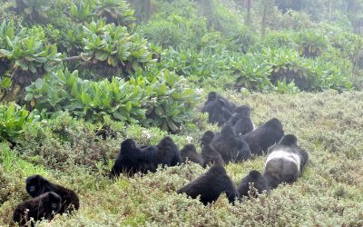 3: La població d'estudi