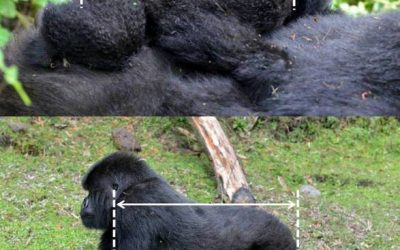 10: Obtenció d’informació morfològica