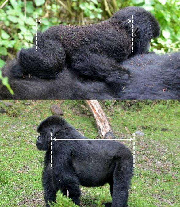 10: Obtenció d’informació morfològica