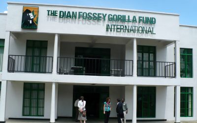 11: El centre de recerca Karisoke