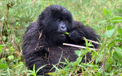 7: Menú del dia: ortigues i cards