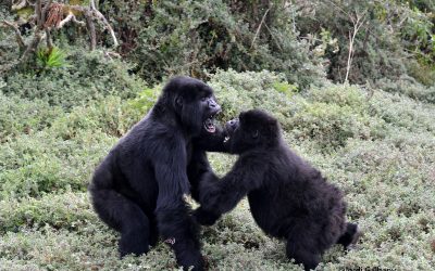 6: No tot és menjar i dormir