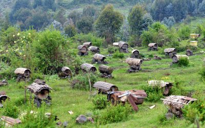 15: Ens han tornat a picar!