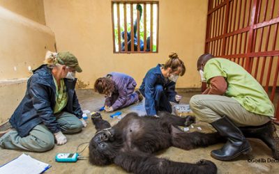 13: "Gorilla Doctors"