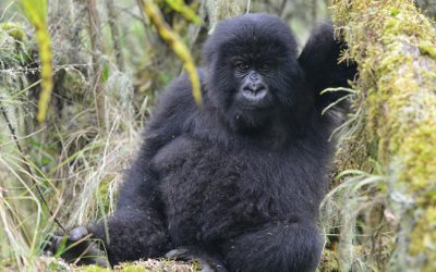 17: Mortalitat infantil