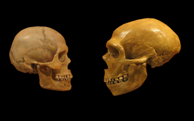 Quines relacions van tenir els humans neandertals i els sapiens?