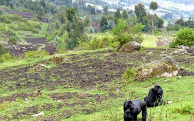 20: Què amenaça els goril·les?