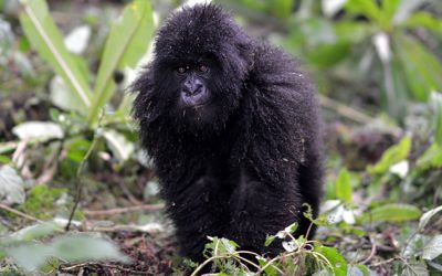 21: El darrer culebrot