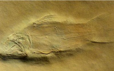 La fauna marina fòssil del Museu d’Alcover