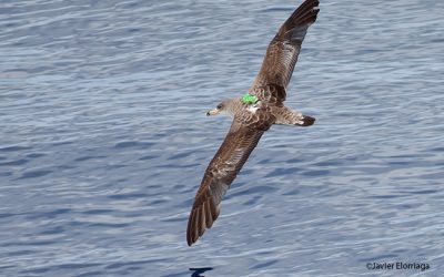 2:  Col•loquem GPS als primers ocells