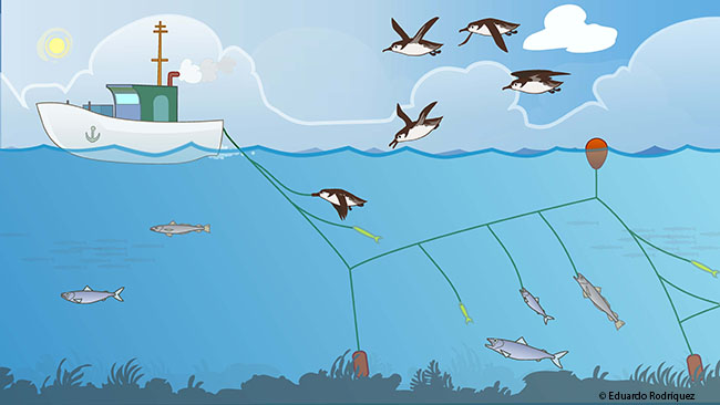 3: Ocells marins ‘pescats’ pels hams del palangre
