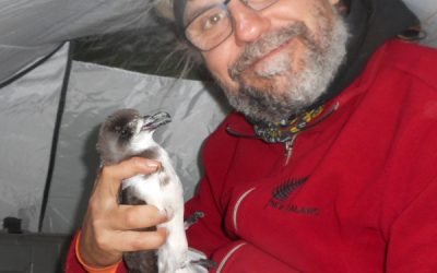 4: Anellament dels petrells Gongon per estimar-ne la població