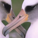 6: Per què les illes volcàniques agraden tant als albatros, baldrigues i petrells?